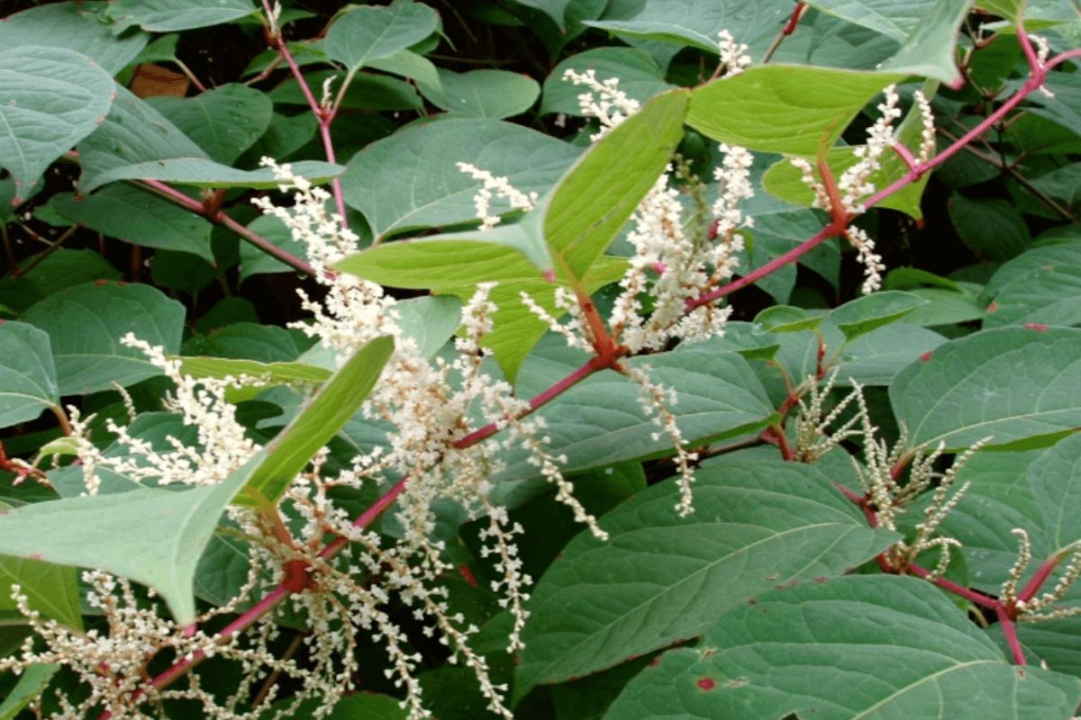 Japanese knotweed along a Virginia streambank with dense bamboo-like stems