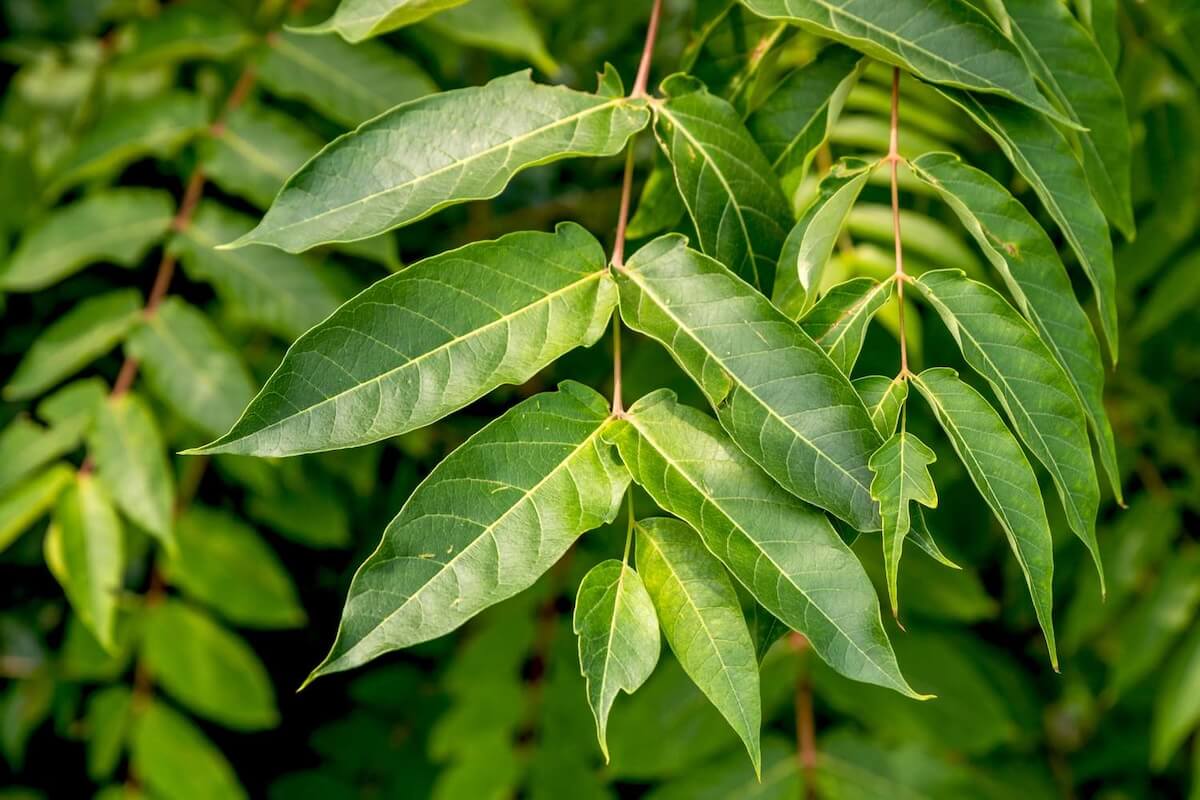 Tree-of-heaven (Ailanthus altissima) invading a Virginia roadside edge near an urban redevelopment corridor