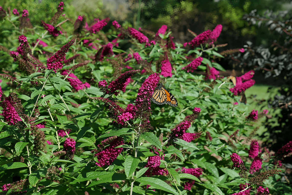 Butterfly bush (Buddleja davidii) invasive woody shrub Washington