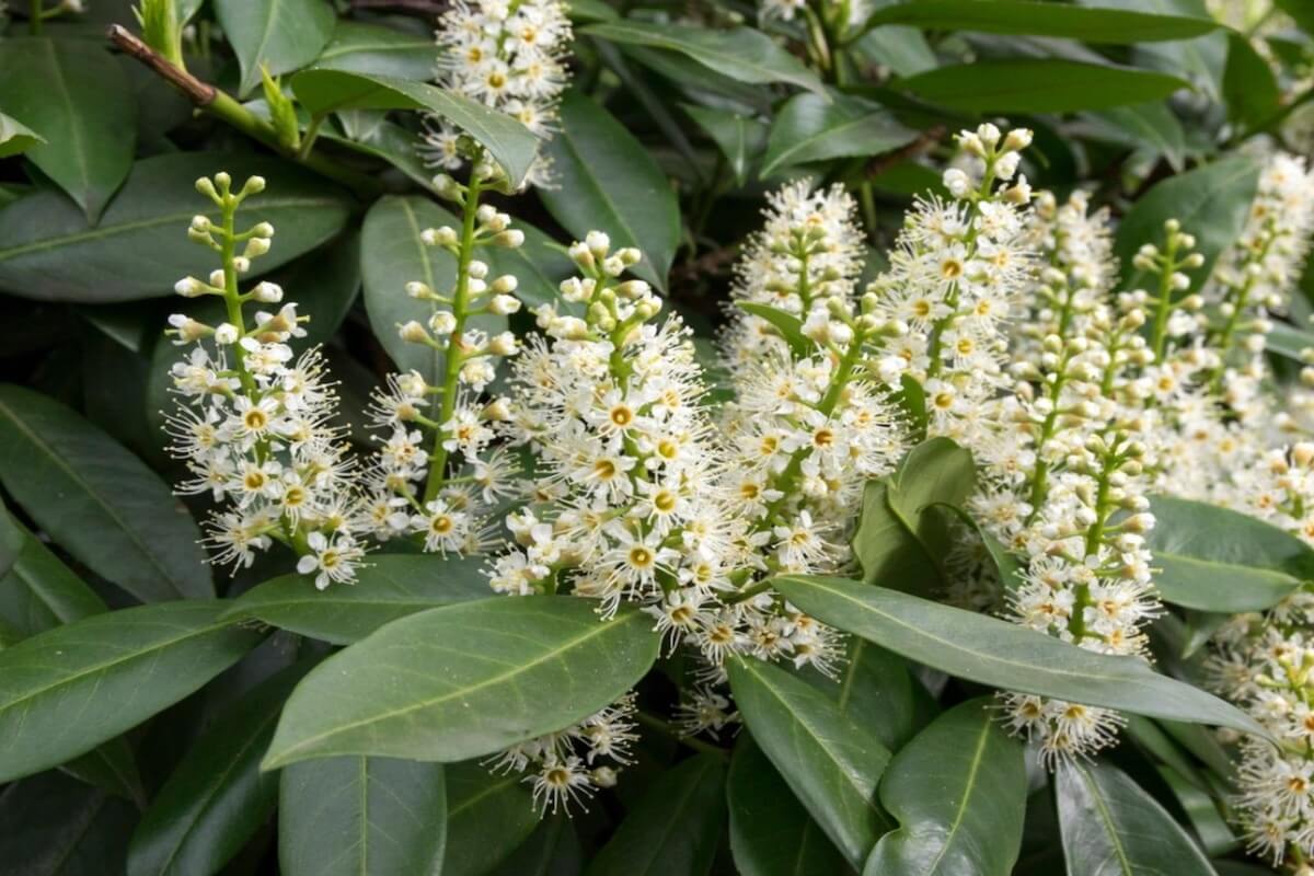 Cherry laurel (Prunus laurocerasus) invasive shrub/tree in Washington