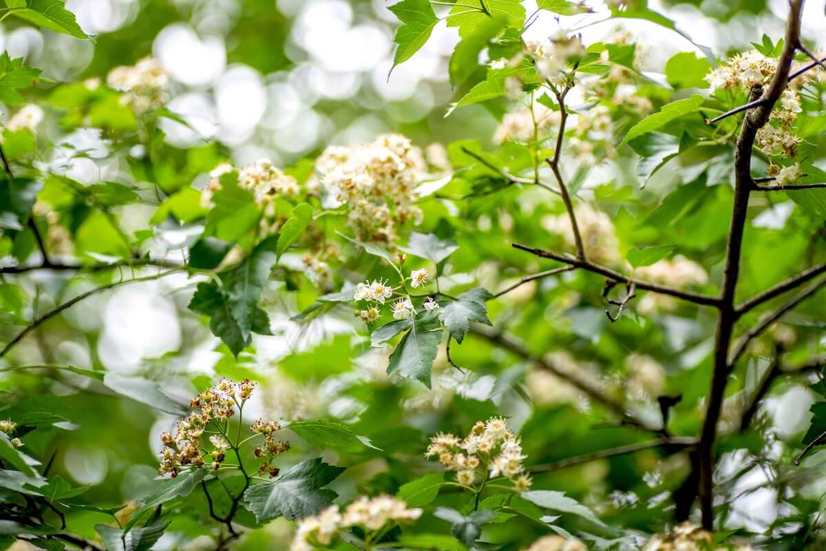 English hawthorn (Crataegus monogyna) invasive tree Washington