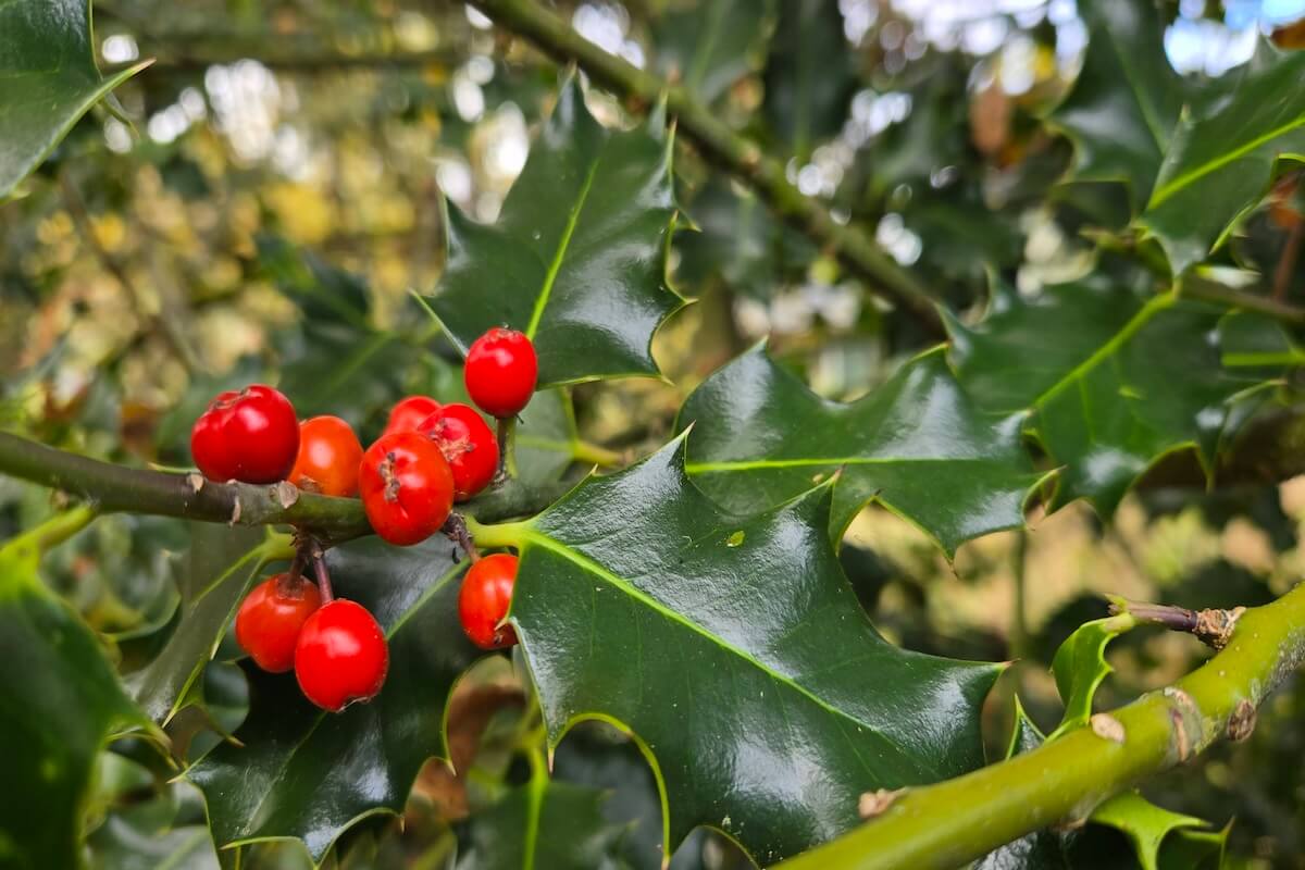English holly (Ilex aquifolium) invasive tree in Washington forests