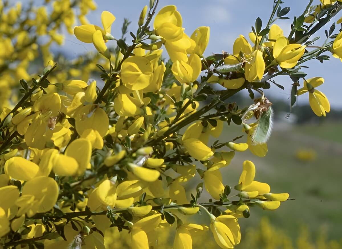 Scotch broom (Cytisus scoparius) invasive woody shrub Washington