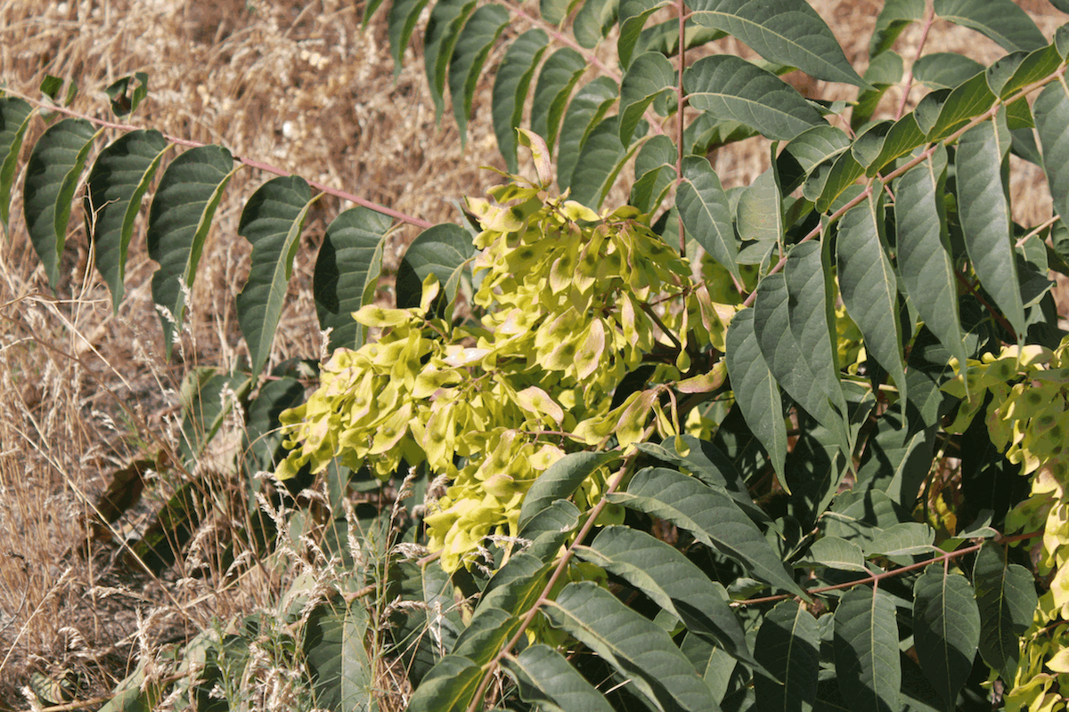 Tree-of-heaven (Ailanthus altissima) invasive tree in Washington