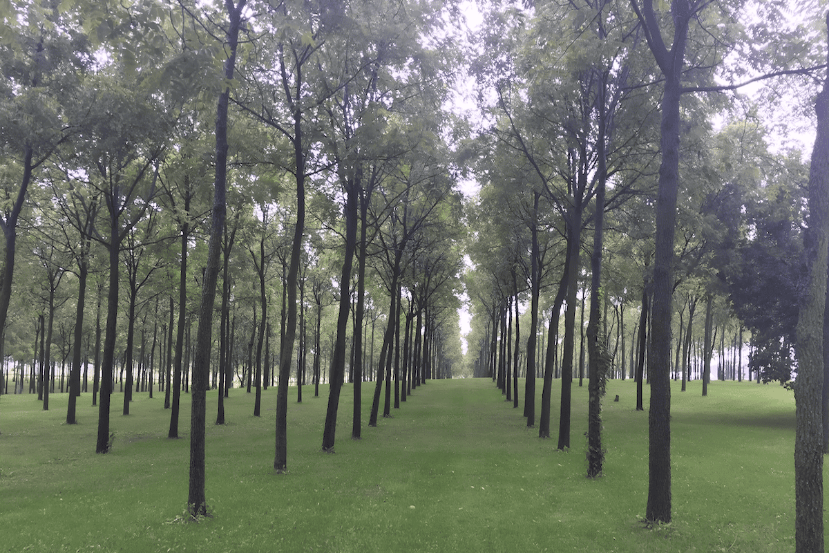 Black walnut plantation