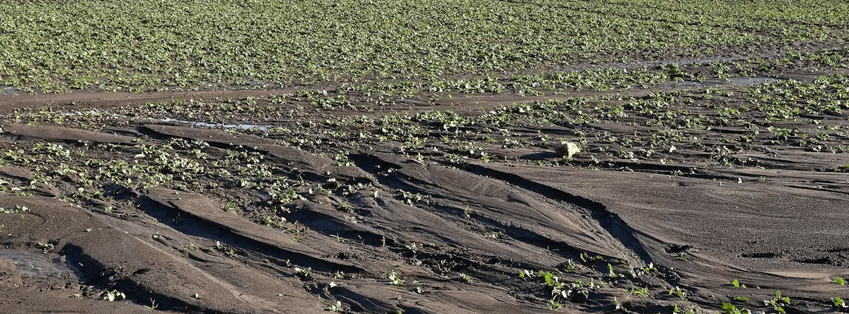 Severe water erosion forming rills and gullies across an agricultural field with exposed topsoil loss