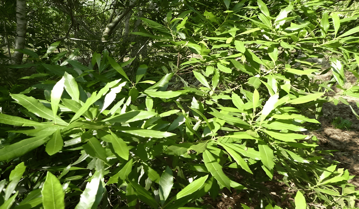 wax myrtle shrub used in coastal landscaping