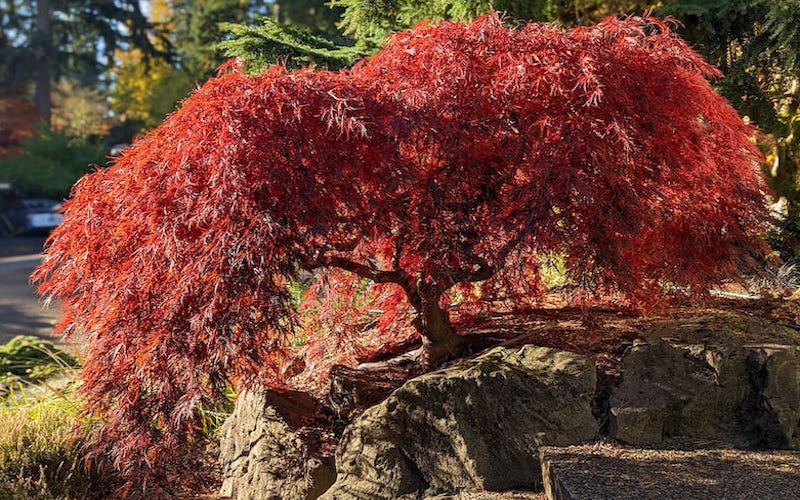 weeping Japanese maple tree with flowing branches