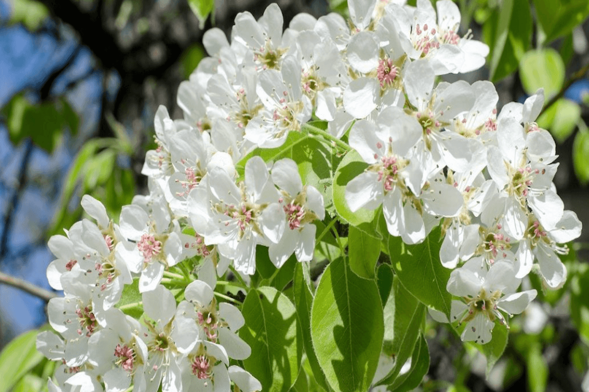 Callery pear invasive tree in West Virginia with white spring flowers near a subdivision edge