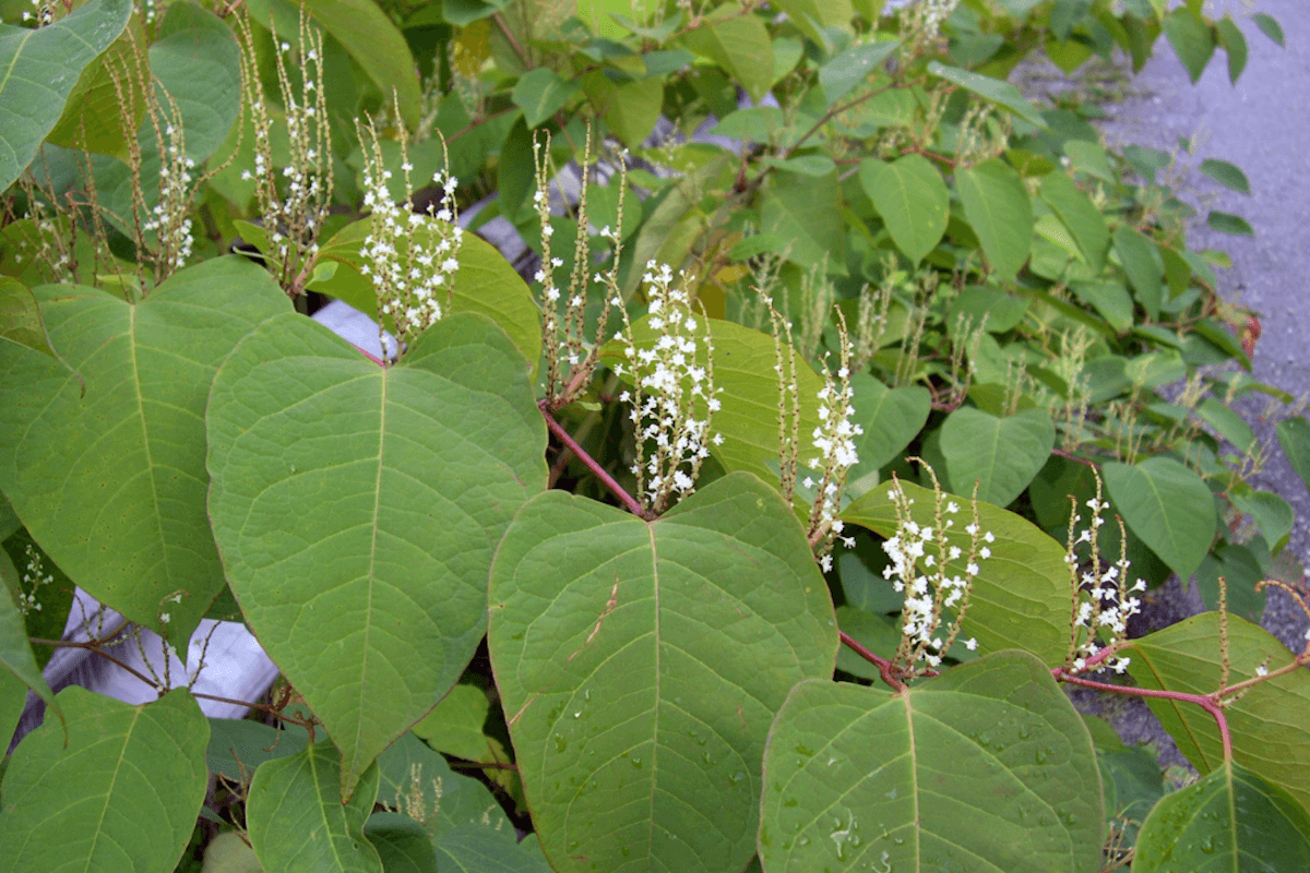 Japanese knotweed invasive plant forming dense bamboo-like stems along a West Virginia streambank