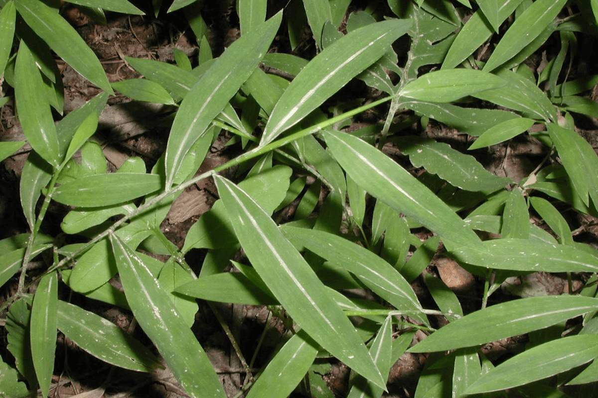 Japanese stiltgrass invasive grass carpeting a shaded woodland edge in West Virginia