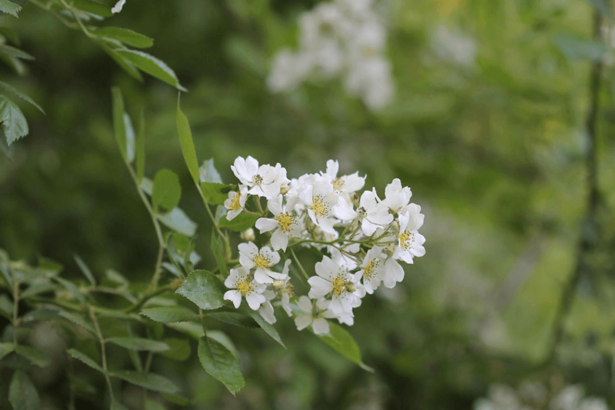 Multiflora rose invasive shrub forming a thorny fence-line hedgerow in a West Virginia pasture
