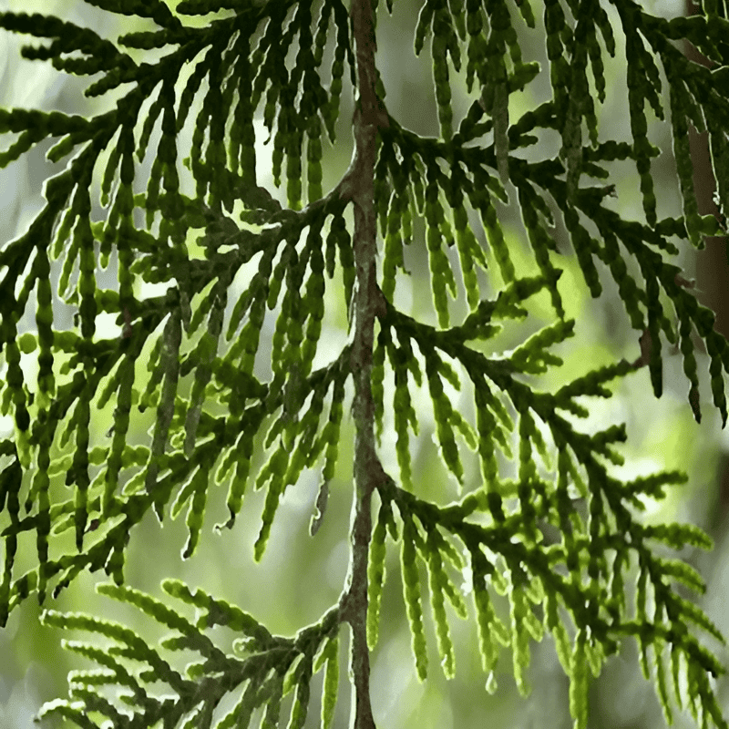 western red cedar tree identification