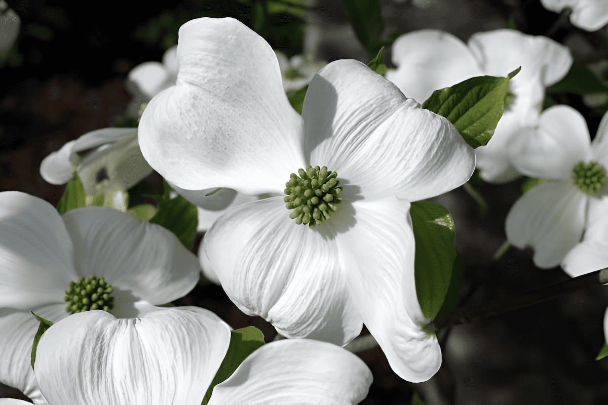 ornamental flowering white dogwood tree in spring bloom