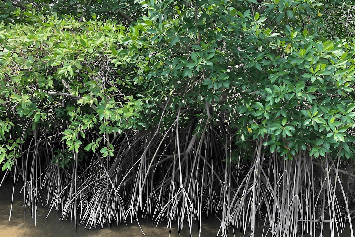 tropical white mangroves at the upper edge of a coastal mangrove forest