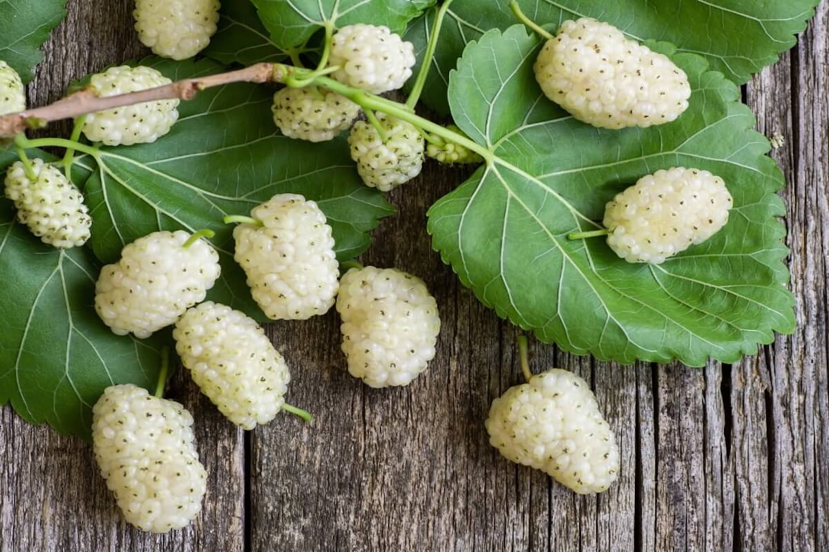 White mulberry (Morus alba) leaves on a branch