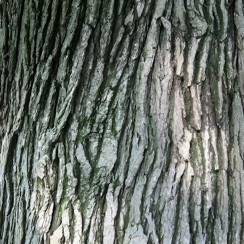 the bark of a white oak tree