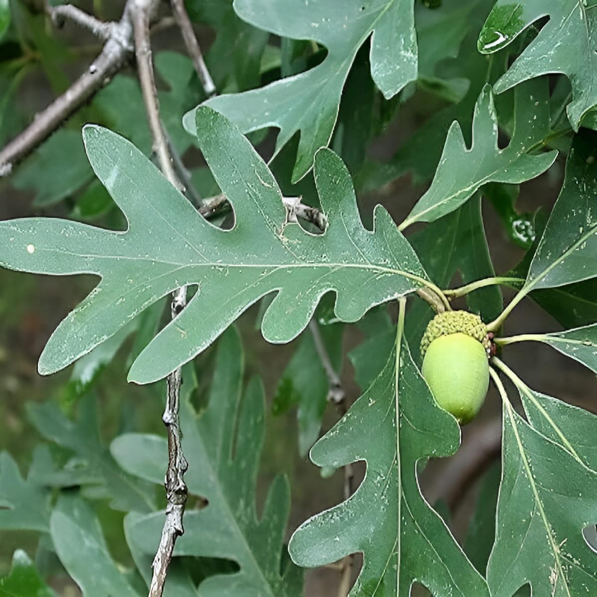 white oak tree bark and leaf identification