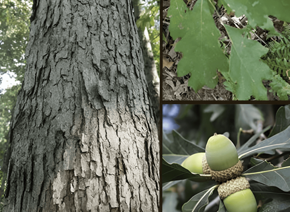 white oak acorn, leaf, bark, trunk, branches