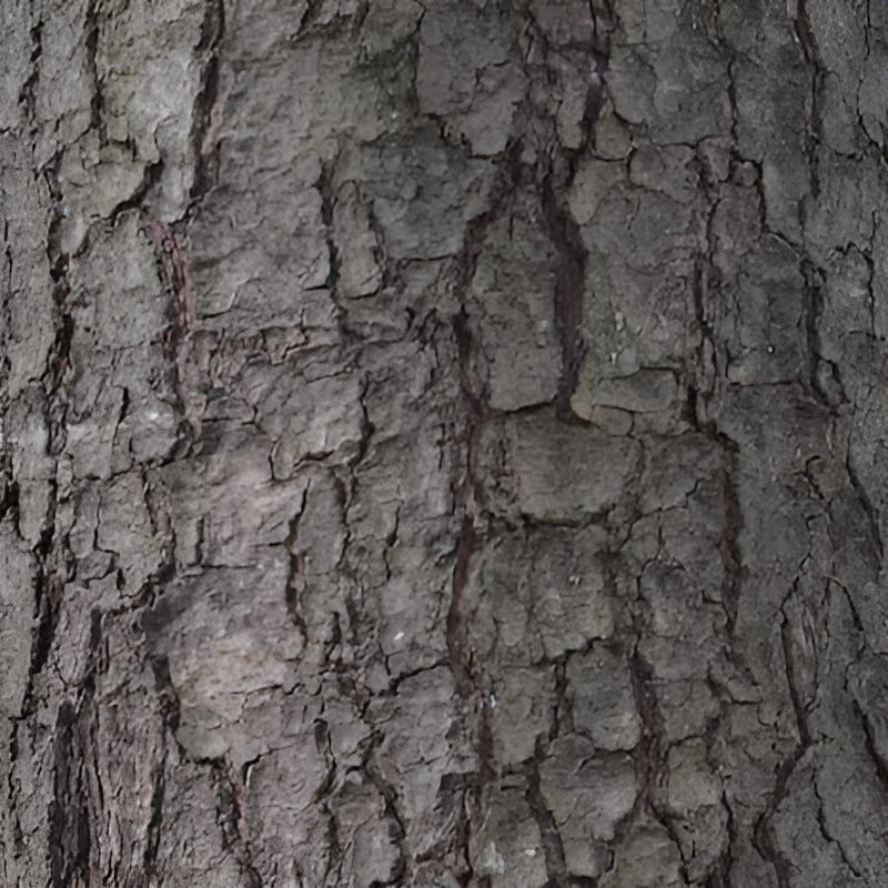 the bark of a white pine tree