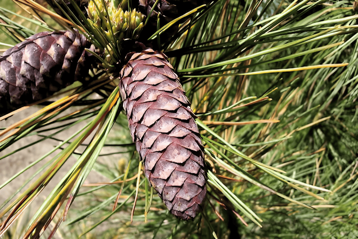 eastern white pine cones hanging from branches with long soft needles