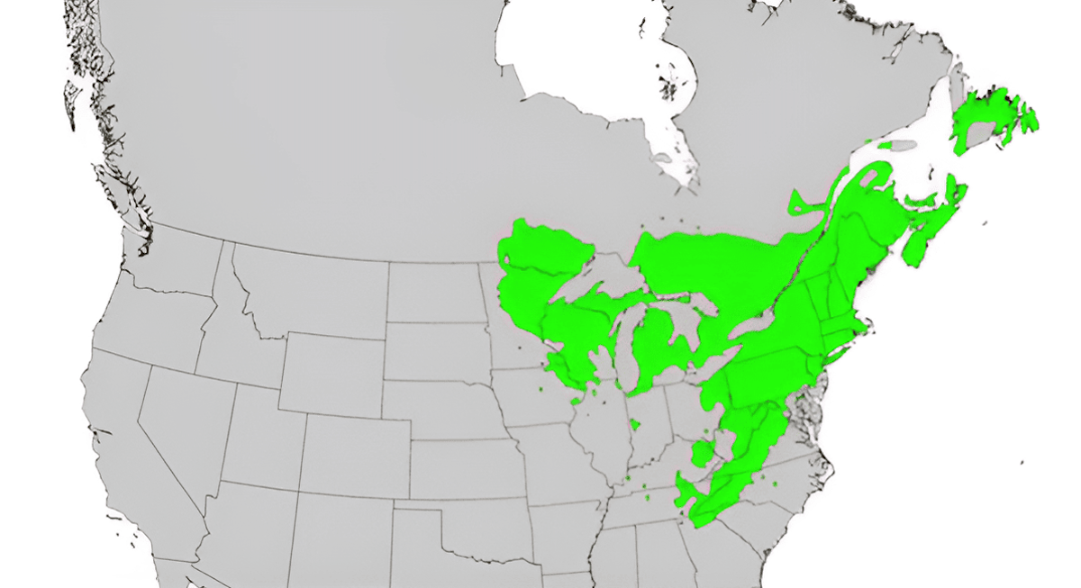 north american growing zone map for white pine