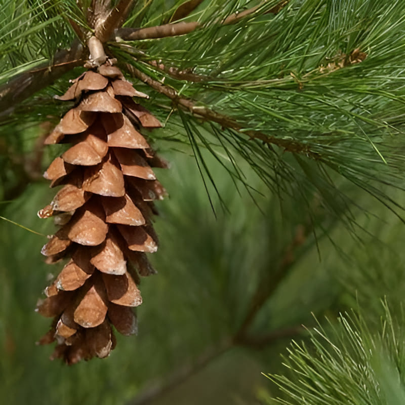 white pine tree identification