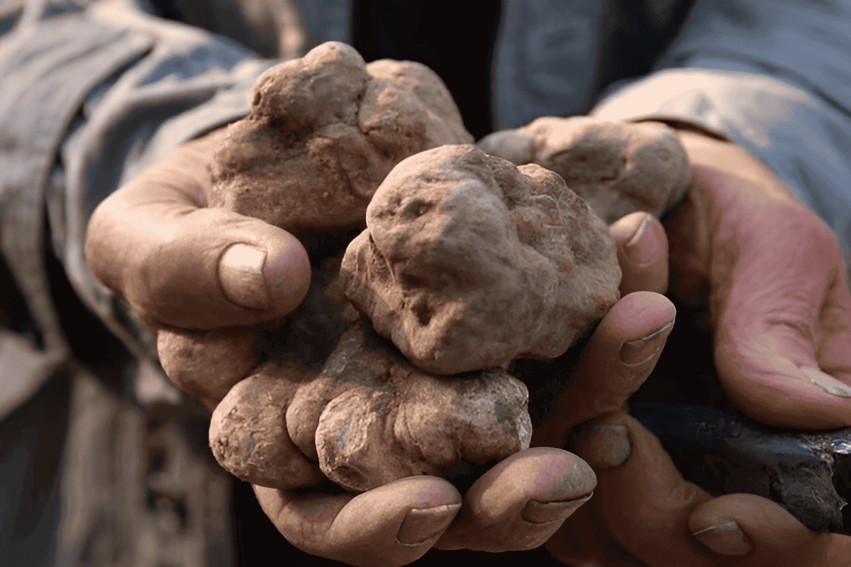 digging for white truffles