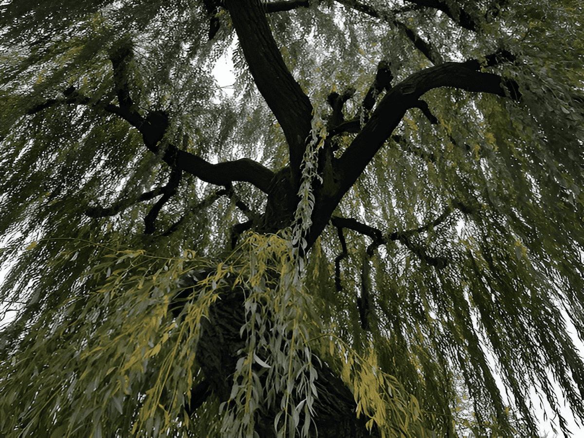 North American white willow tree