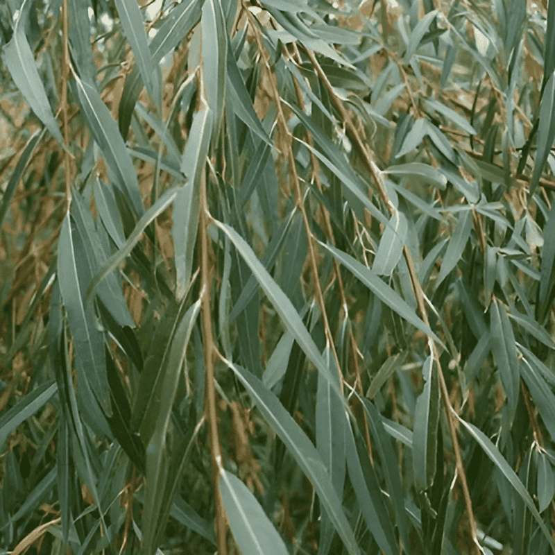 the surprisingly versatile willow tree