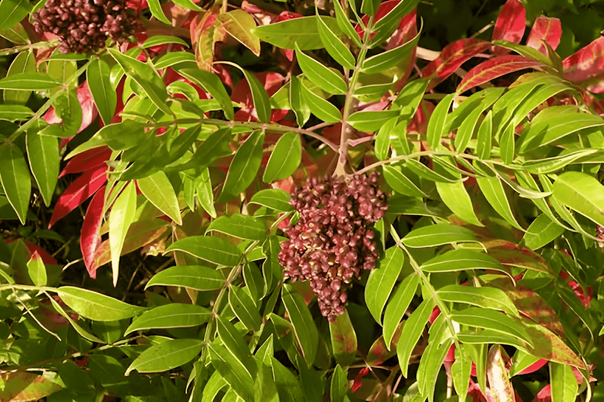 winged sumac shrub with glossy leaves and red seed clusters