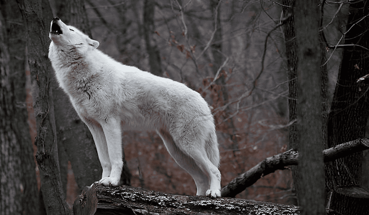 white spirit wolf howling in a moonlit forest