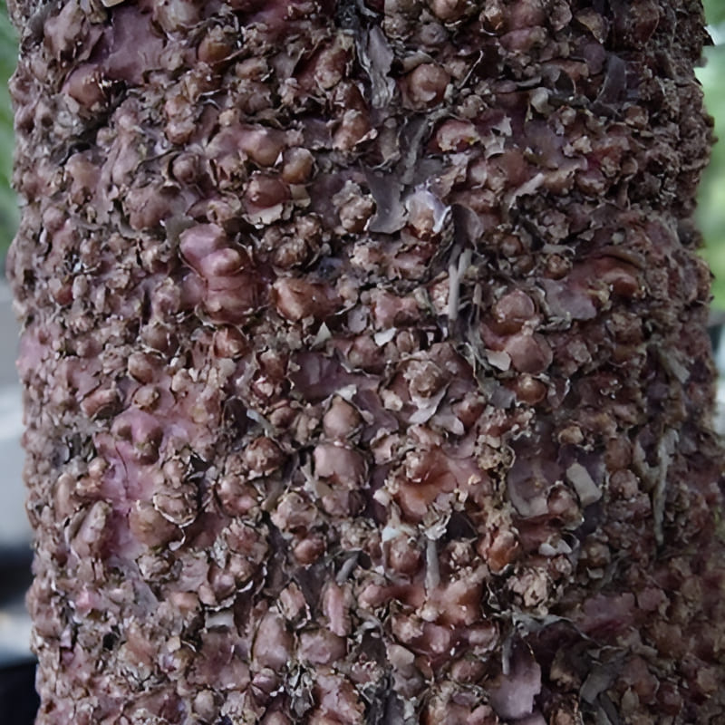 bark of a Wollemi pine tree
