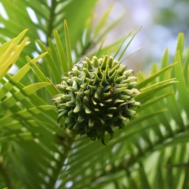 cones of the Wollemi Australian pine tree for identification