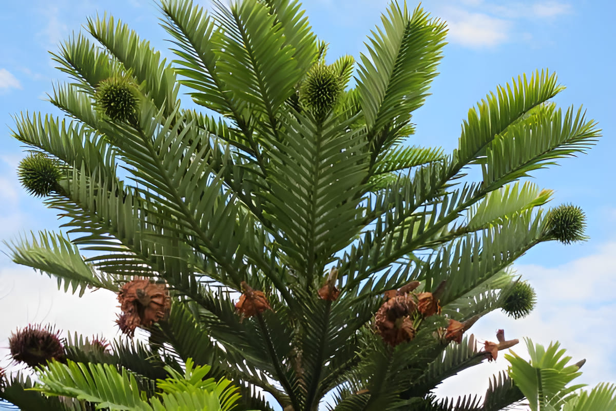 growing Wollemi pine trees in cultivated groves in Australia
