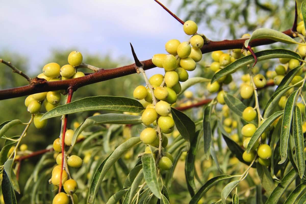 Russian olive invasive tree in Wyoming showing silvery leaves along an irrigated ditch and riparian edge