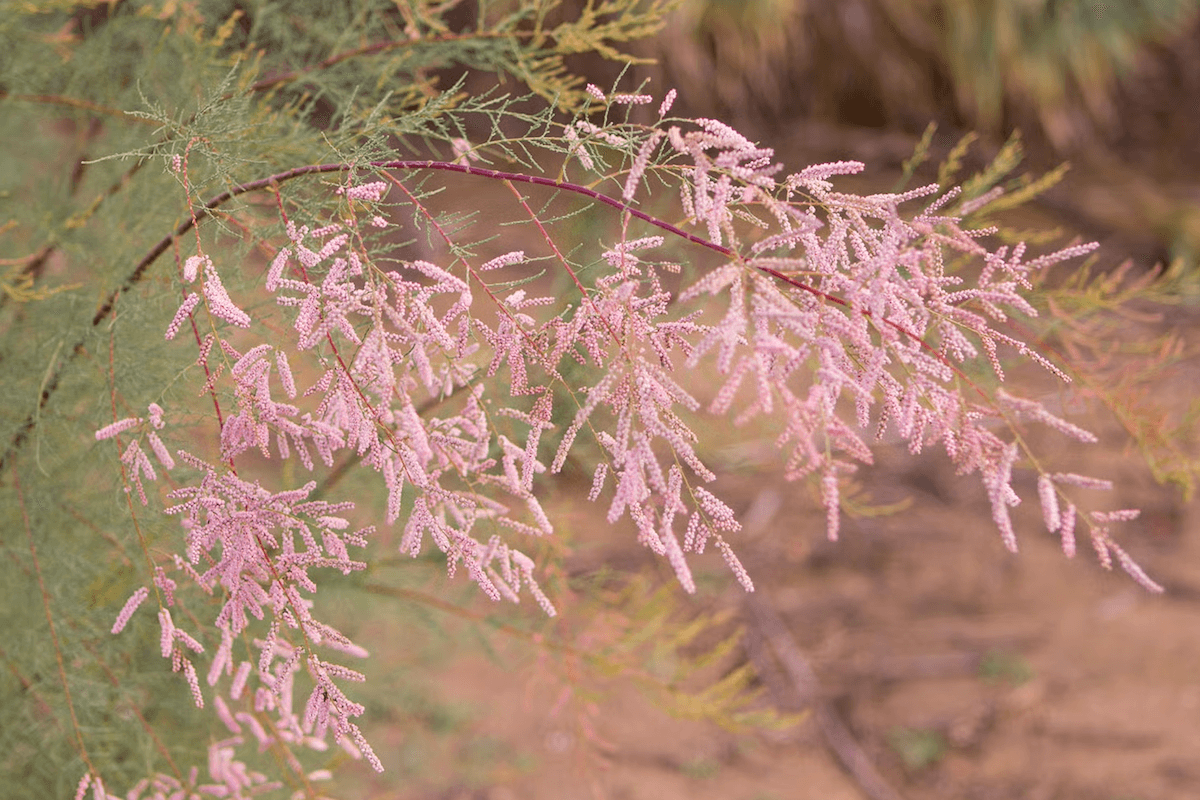 Saltcedar (tamarisk) invasive tree in Wyoming riparian corridor with feathery foliage and pink flowers