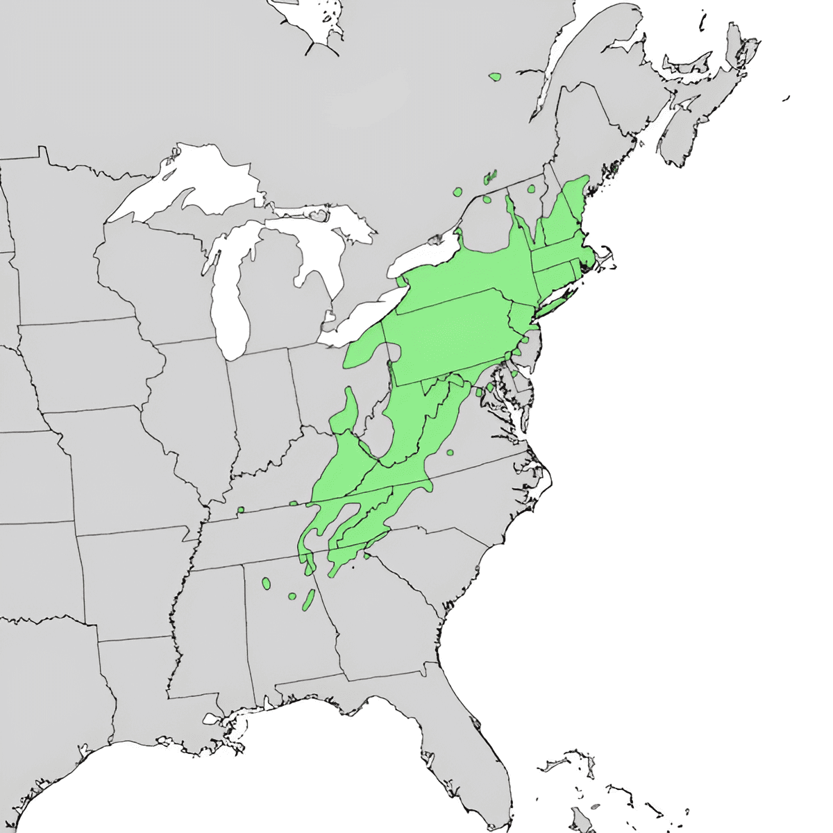 Birch tree growing zones