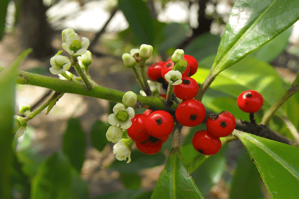 South American yerba mate tree leaves used for herbal tea