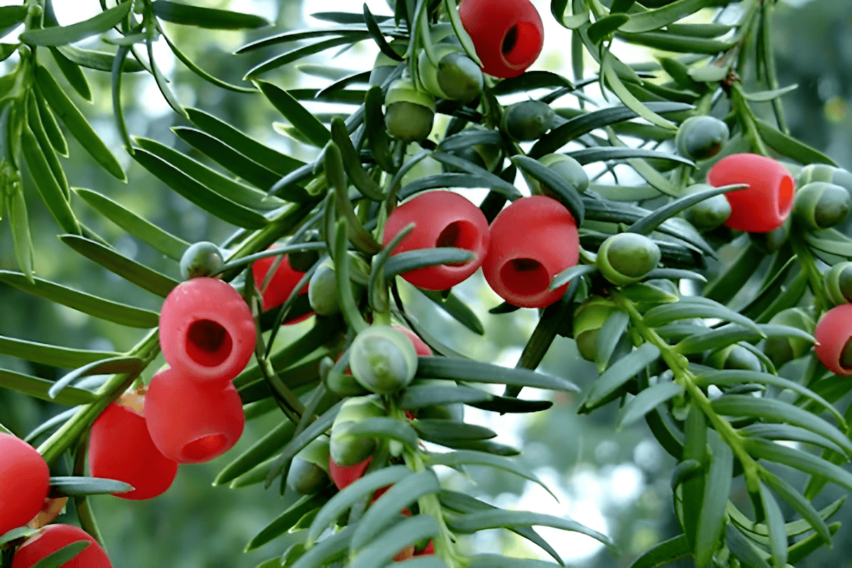 Pacific yew red arils and foliage on a branch