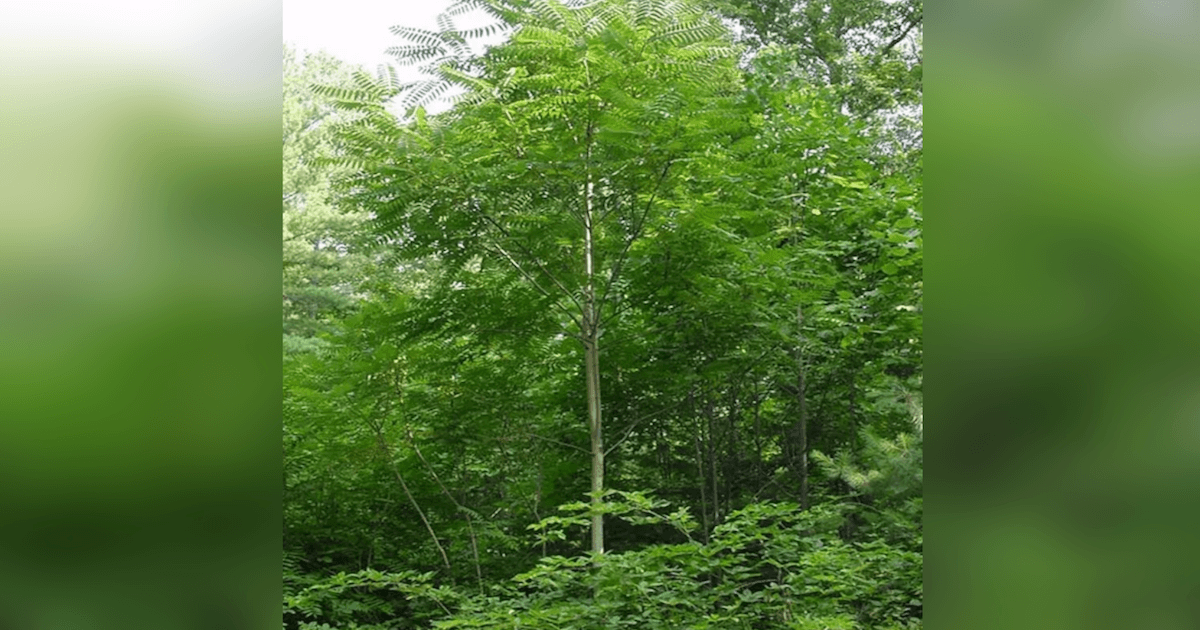 Iowa invasive trees in wetlands and coastal habitats